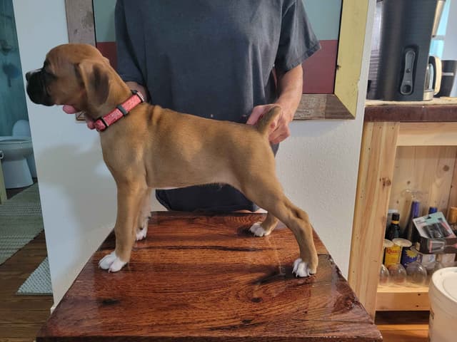 Perfect Boxer Puppies Need Forever Home media 18