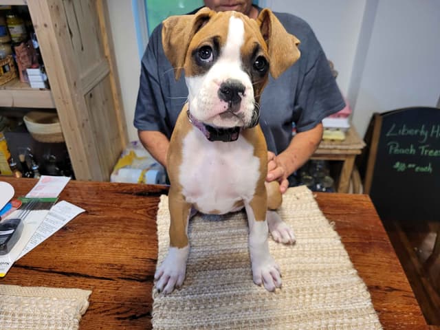 Perfect Boxer Puppies Need Forever Home media 11