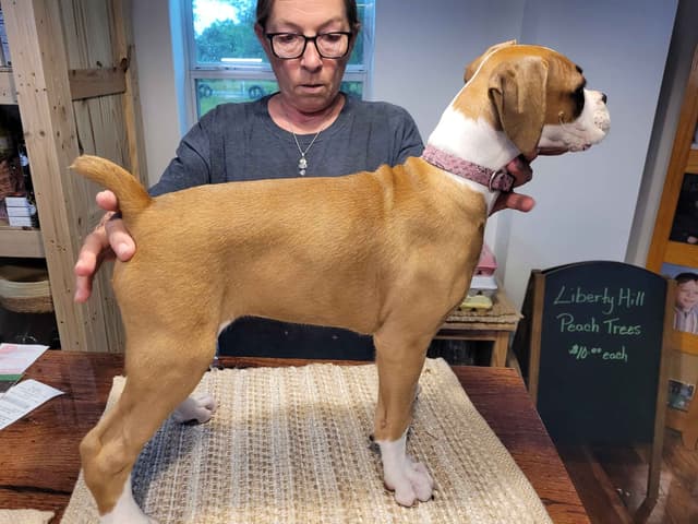 Perfect Boxer Puppies Need Forever Home media 12