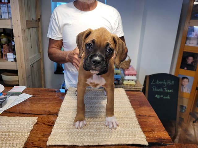 Perfect Boxer Puppies Need Forever Home media 10