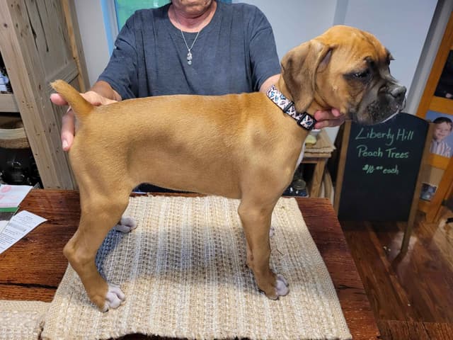 Perfect Boxer Puppies Need Forever Home media 9