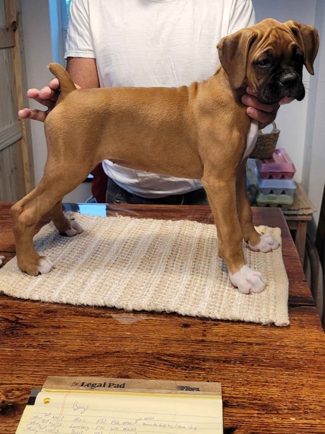 Perfect Boxer Puppies Need Forever Home media 8