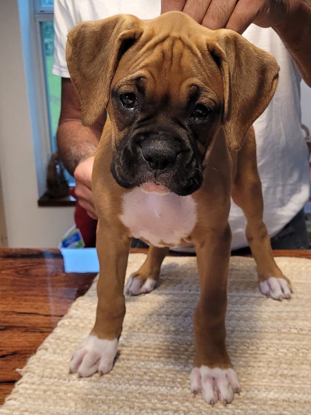 Perfect Boxer Puppies Need Forever Home media 7
