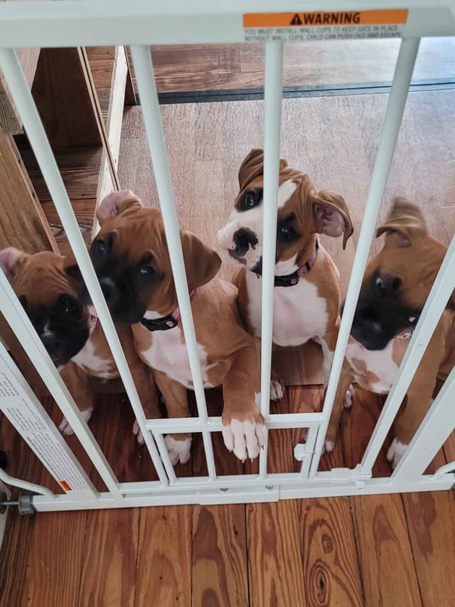 Perfect Boxer Puppies Need Forever Home media 5