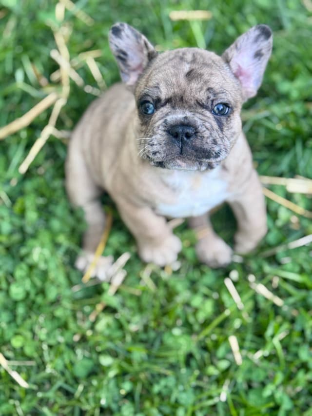 French Bulldog Puppies media 2