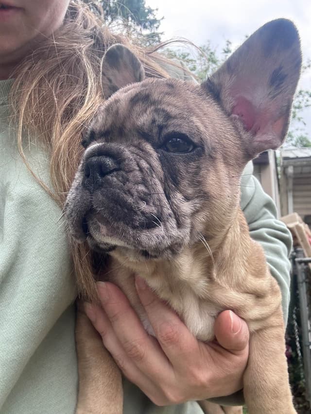 French Bulldog Puppies media 3