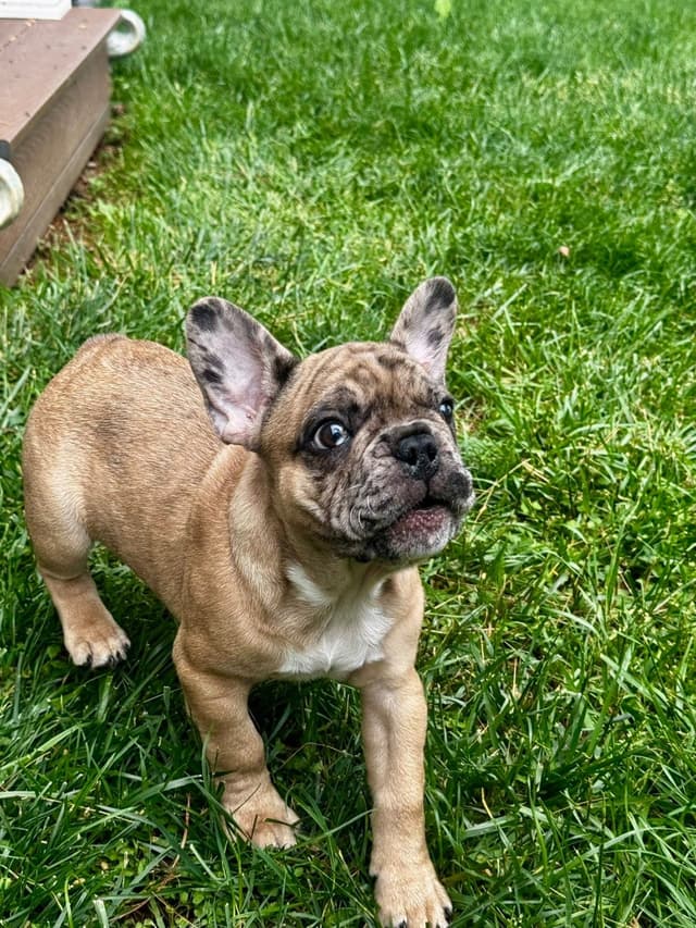 French Bulldog Puppies media 4