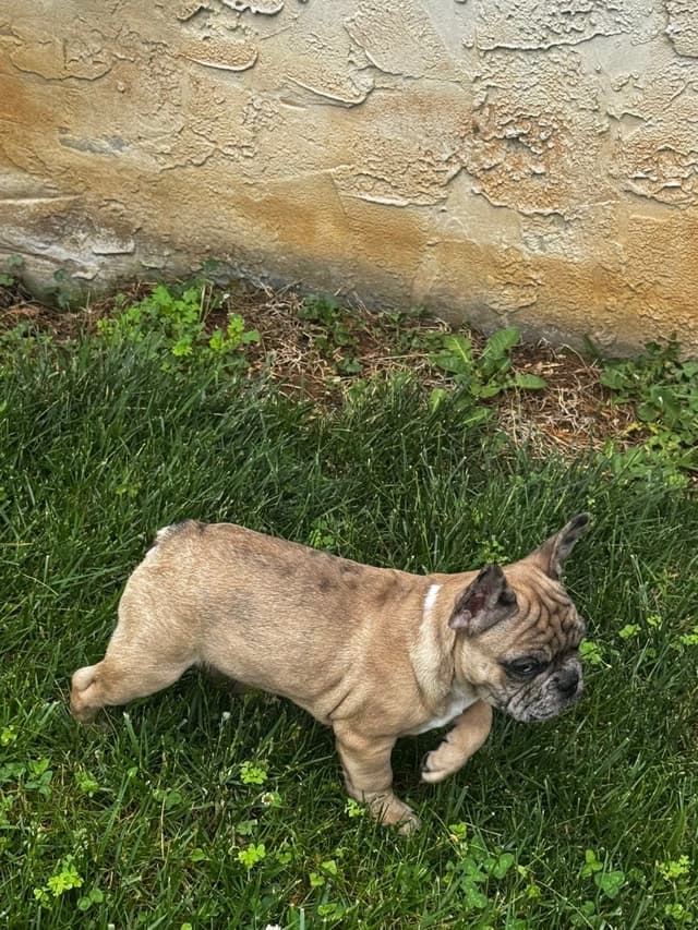French Bulldog Puppies media 5