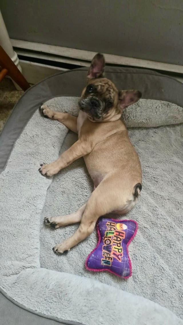 French Bulldog Puppies media 6