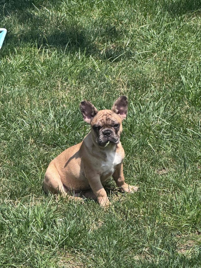 French Bulldog Puppies media 8