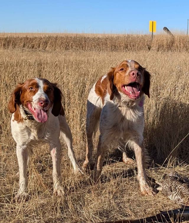 Champion Bloodline Brittany Puppies media 2