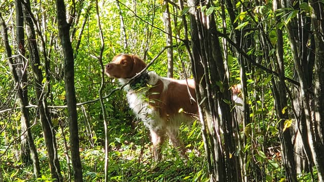 Champion Bloodline Brittany Puppies media 3