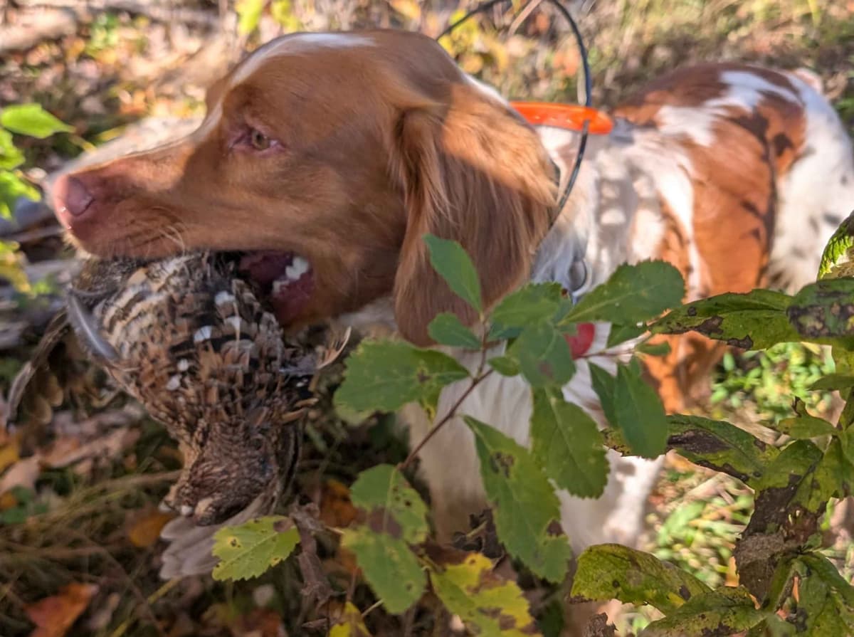 Champion Bloodline Brittany Puppies breeder image 1