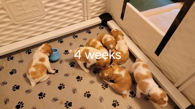 Champion Bloodline Brittany Puppies media 5