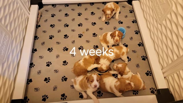 Champion Bloodline Brittany Puppies media 6