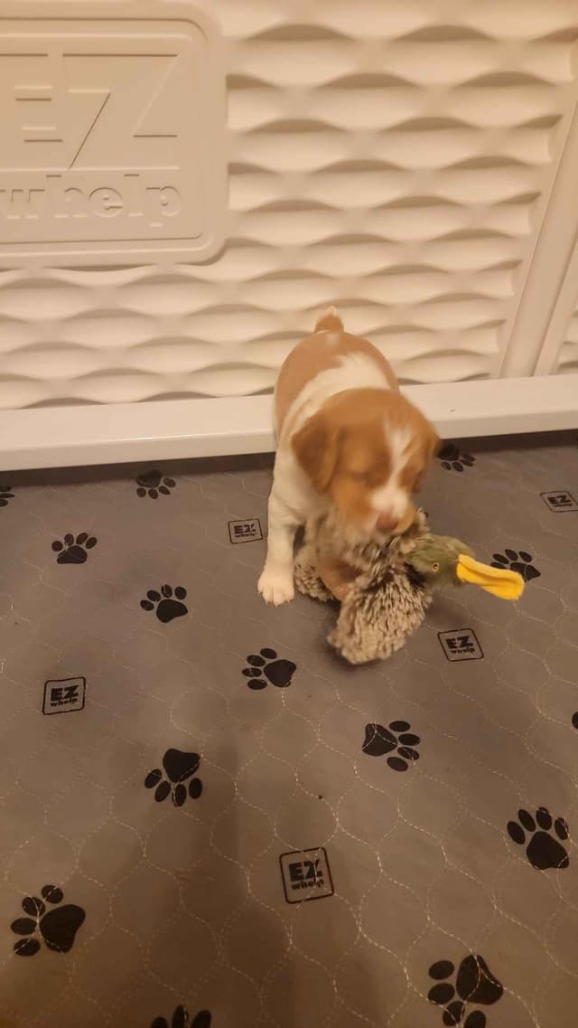 Champion Bloodline Brittany Puppies media 7