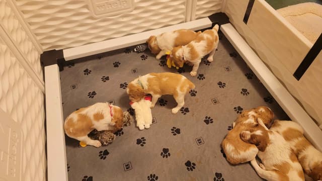 Champion Bloodline Brittany Puppies media 8