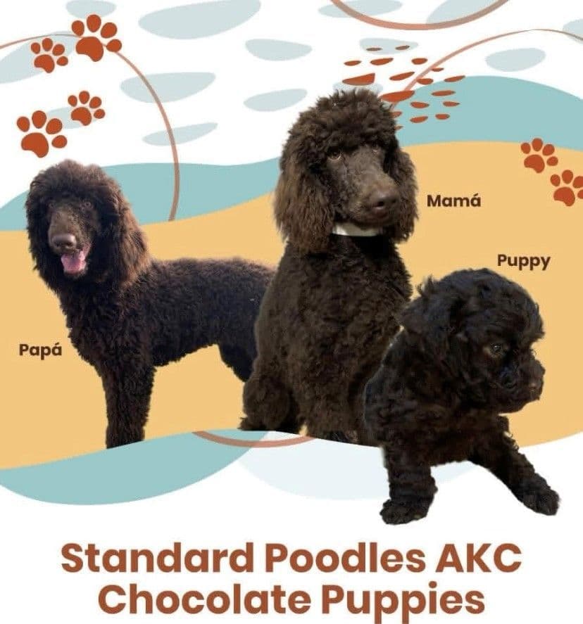Standard Poodle Chocolate breeder image 1