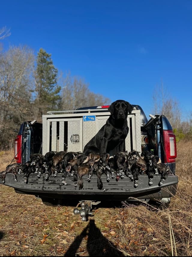 Labrador Retriever Puppies media 3