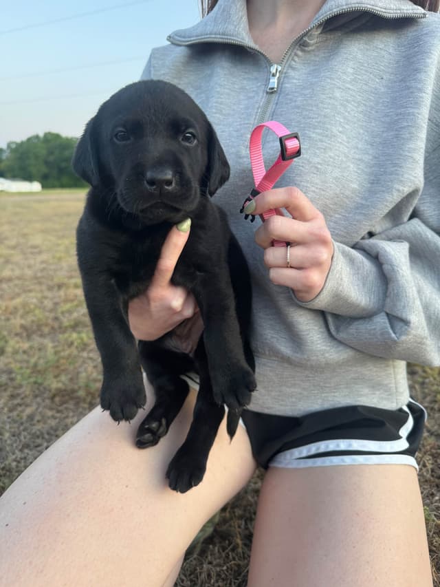 Labrador Retriever Puppies media 4