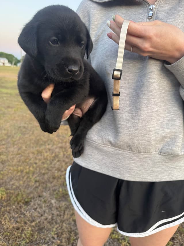 Labrador Retriever Puppies media 5