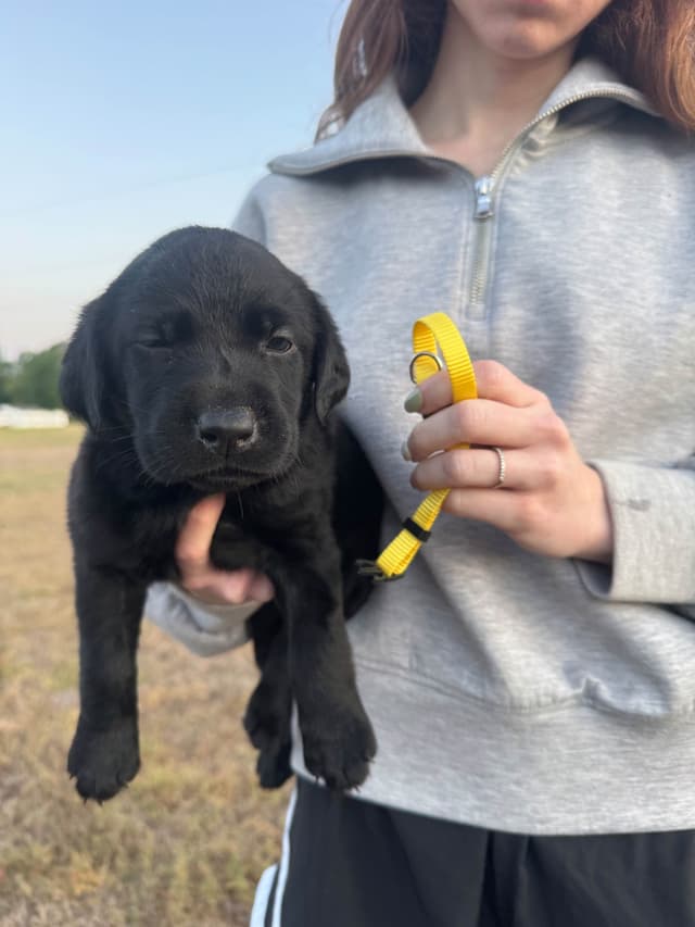 Labrador Retriever Puppies media 6