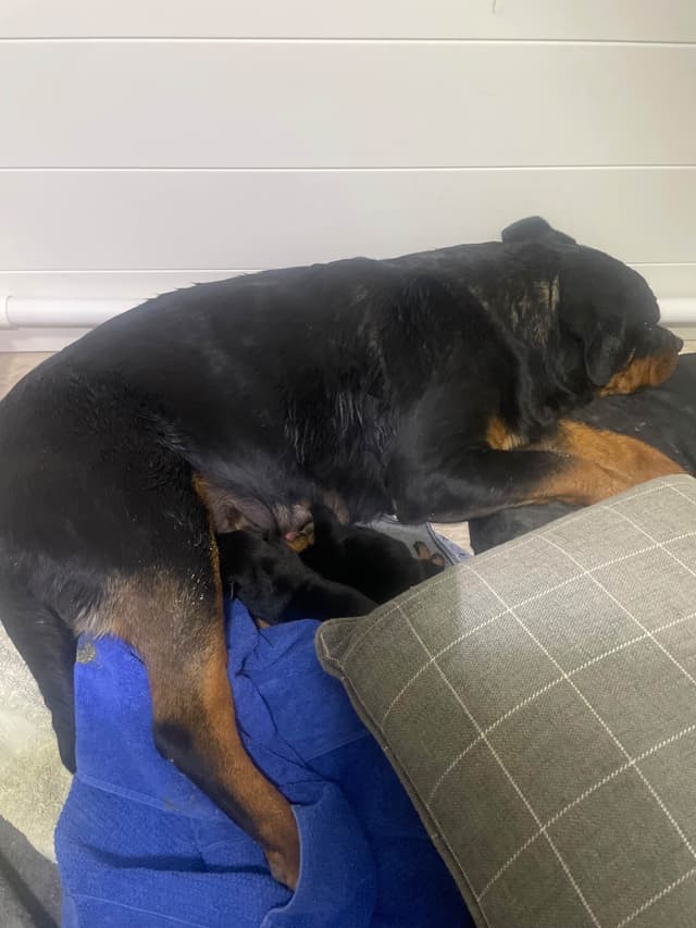 Rottweiler Puppies media 2