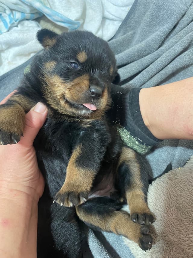 Rottweiler Puppies media 4