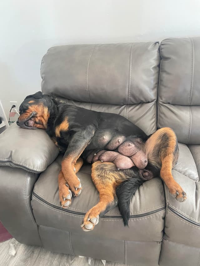 Rottweiler Puppies media 5