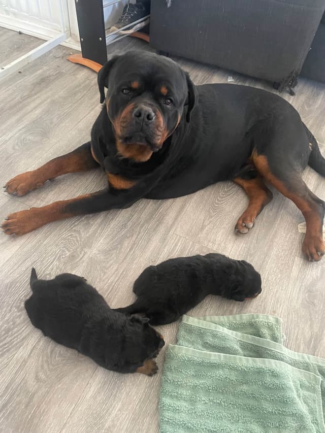 Rottweiler Puppies media 6