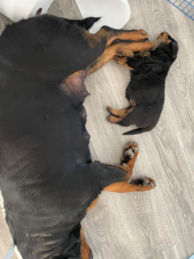 Rottweiler Puppies media 7