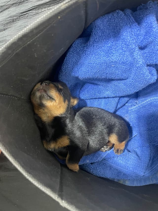 Rottweiler Puppies media 8