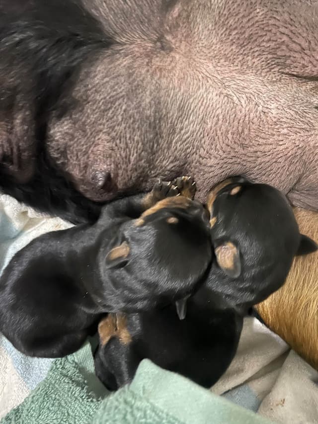 Rottweiler Puppies media 9