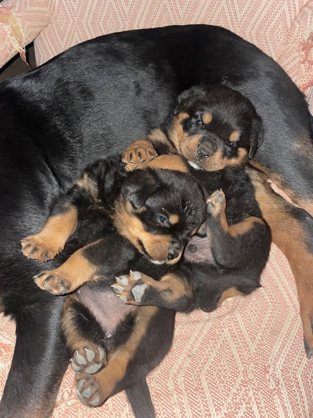 Rottweiler Puppies media 10