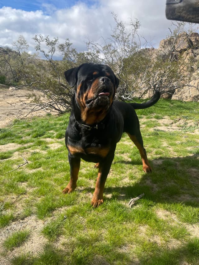 Rottweiler Puppies media 11