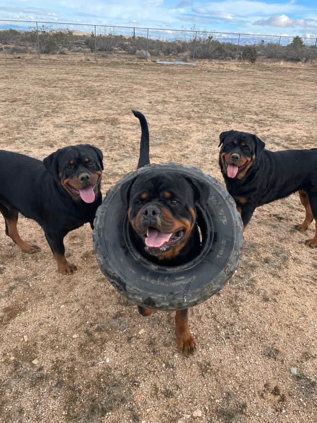 Rottweiler Puppies media 12