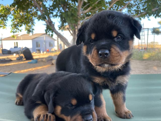 Rottweiler Puppies media 13