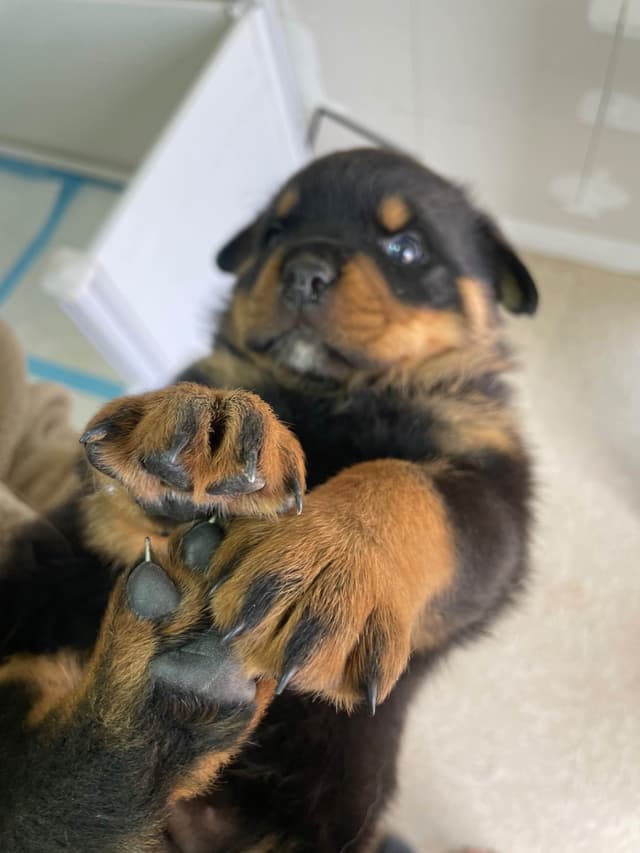 Rottweiler Puppies media 14