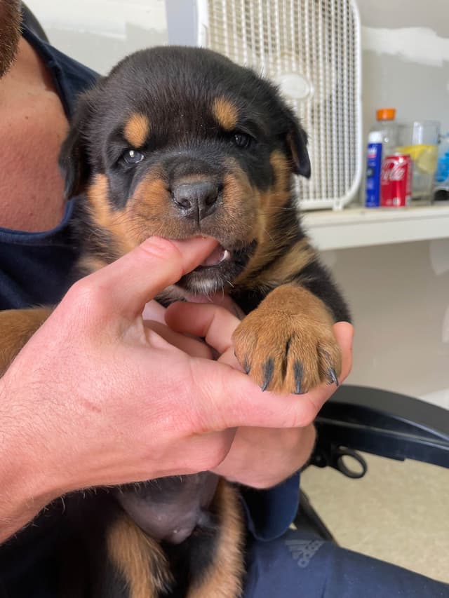 Rottweiler Puppies media 16