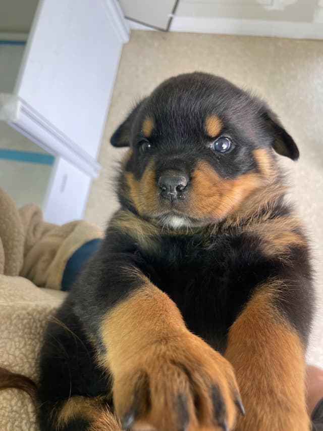 Rottweiler Puppies media 17