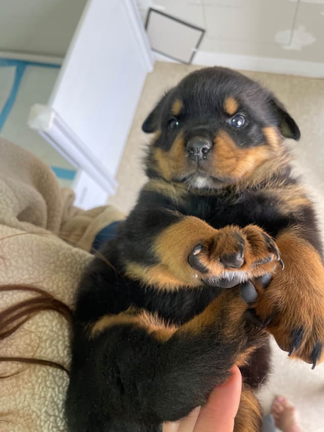 Rottweiler Puppies media 18