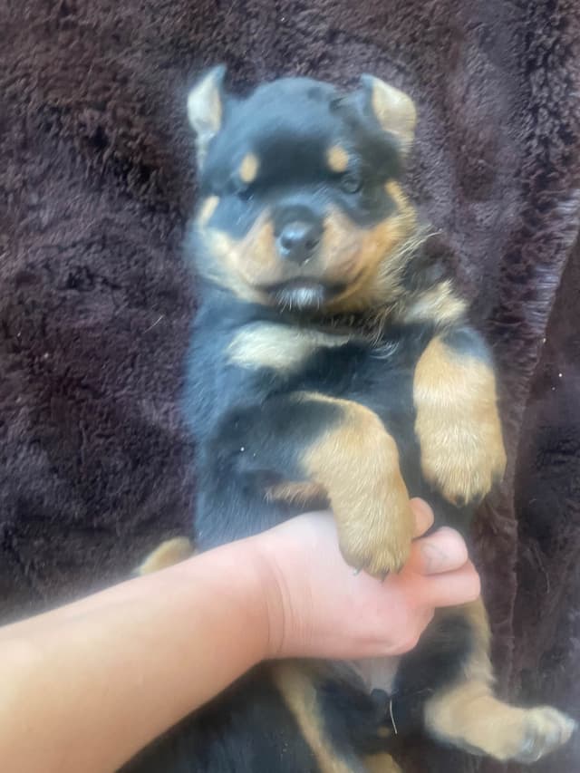 Rottweiler Puppies media 19