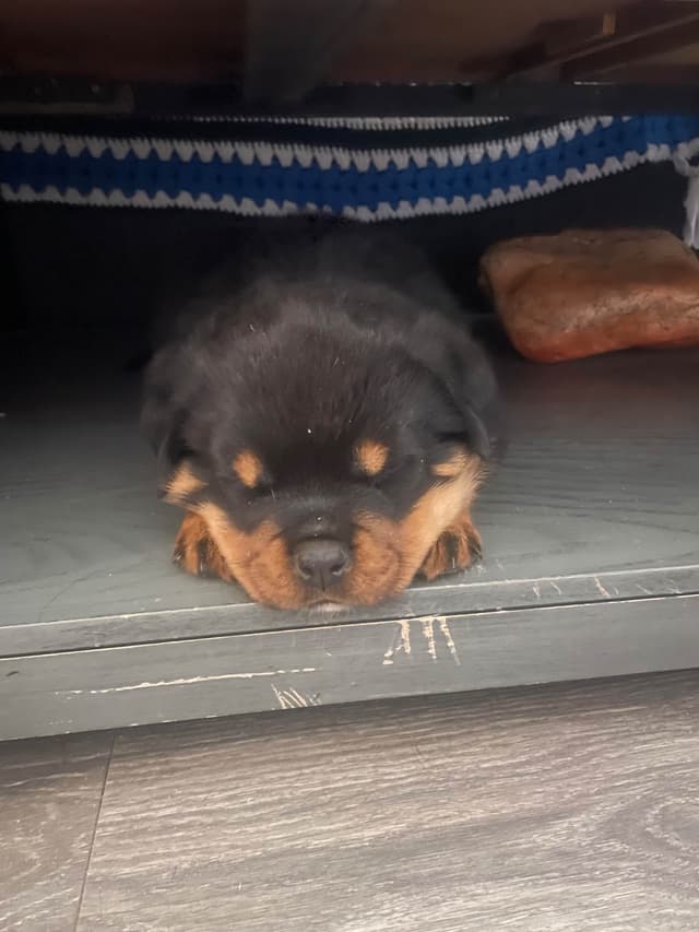 Rottweiler Puppies media 20