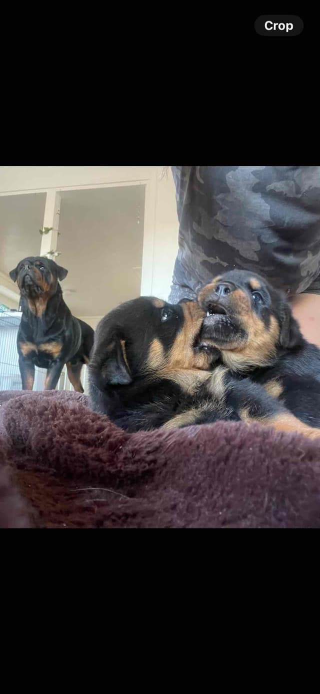 Rottweiler Puppies media 21