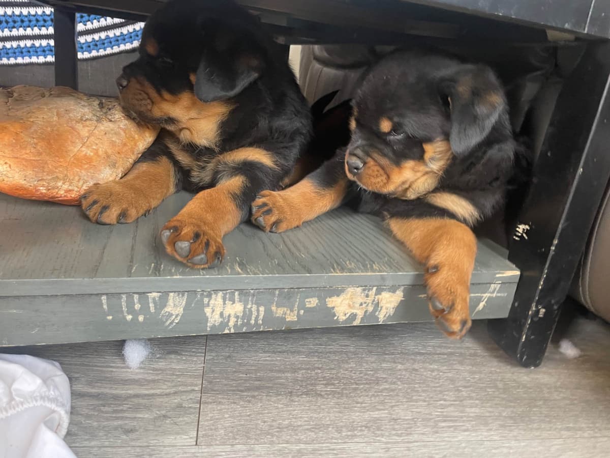 Rottweiler Puppies breeder image 1