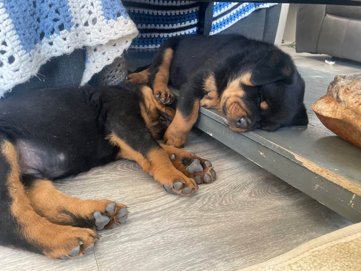 Rottweiler Puppies breeder image 2