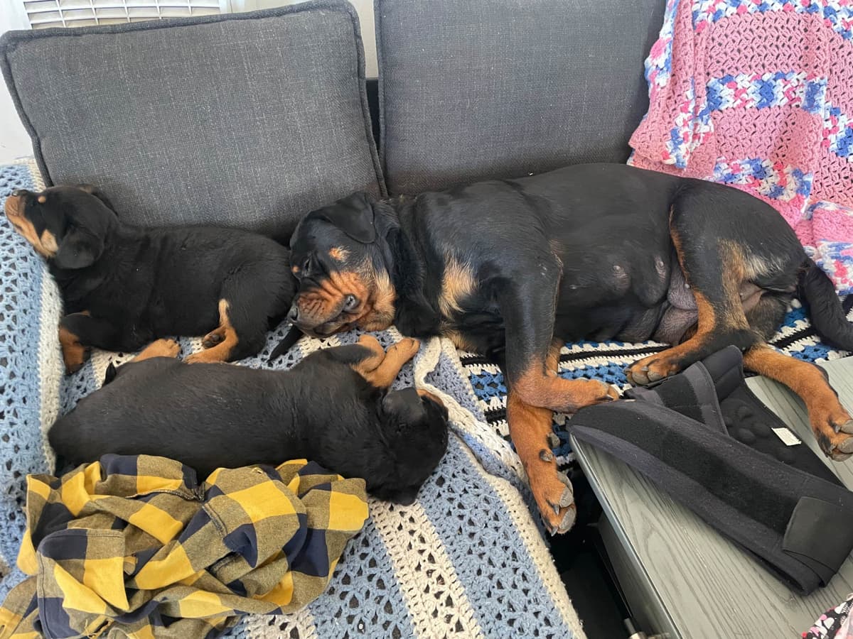 Rottweiler Puppies breeder image 3
