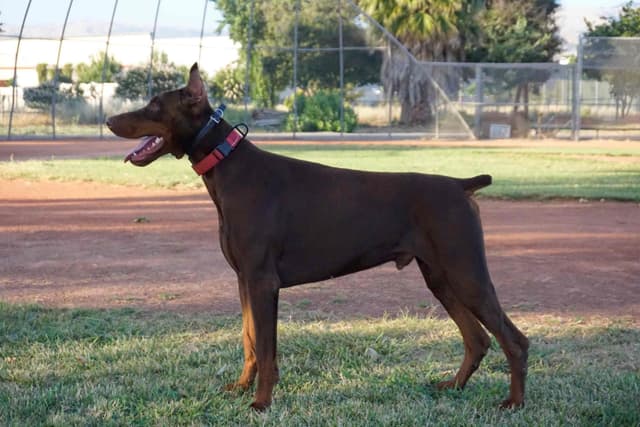 Doberman Pinscher Puppies media 3