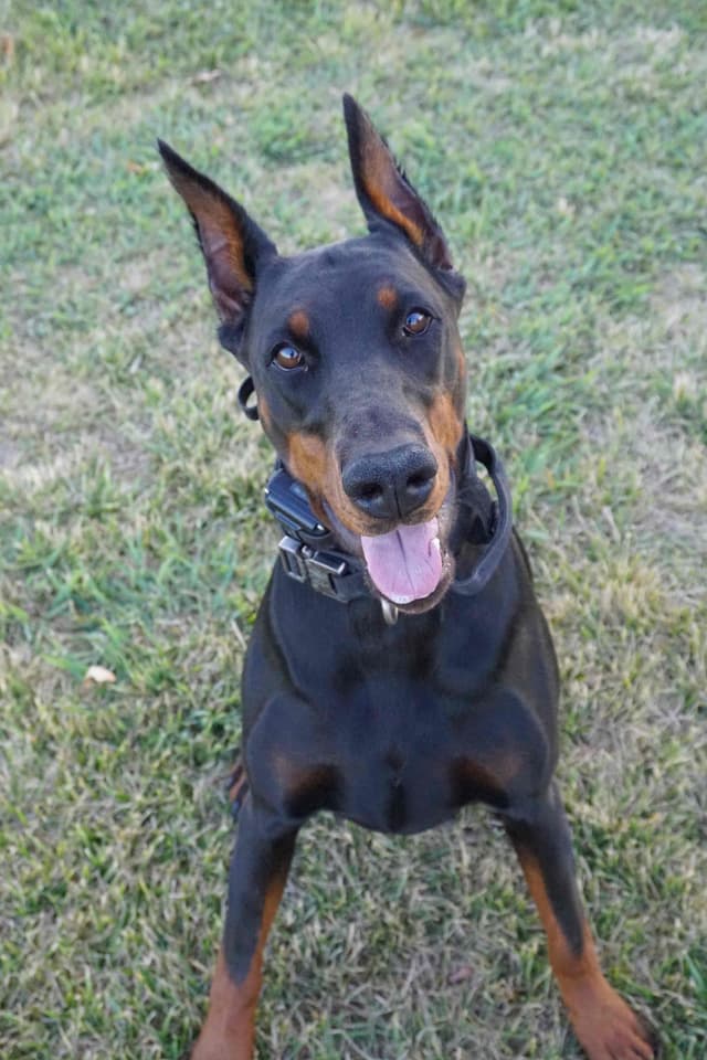 Doberman Pinscher Puppies media 8