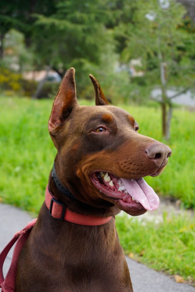 Doberman Pinscher Puppies media 4